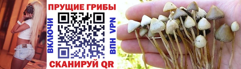 Галлюциногенные грибы Cubensis Плёс